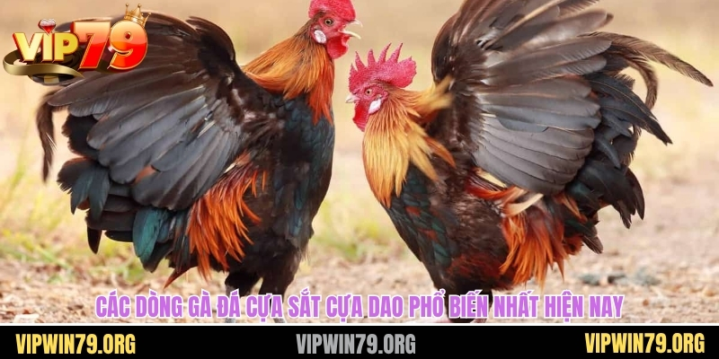 Các dòng gà đá cựa sắt cựa dao phổ biến nhất hiện nay